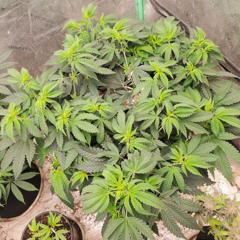 Vanilla Drip 1🍦 [6/24] growlog timeline photo