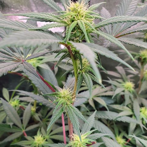 Dragon Mints 4💥 [4/29] growlog timeline photo