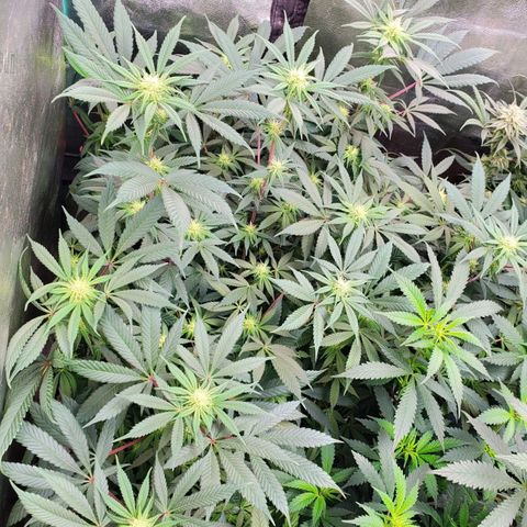 Dragon Mints 4💥 [4/29] growlog timeline photo