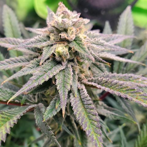 Scooby Snacks 1i 🐕 [4/15] growlog timeline photo
