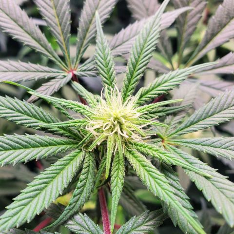 Dragon Mints 4💥 [4/29] growlog timeline photo
