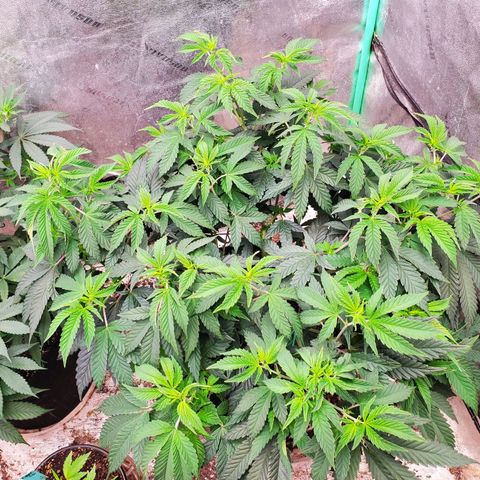 Vanilla Drip 1🍦 [6/24] growlog timeline photo