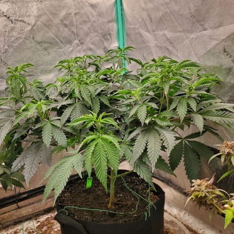 Vanilla Drip 1🍦 [6/24] growlog timeline photo