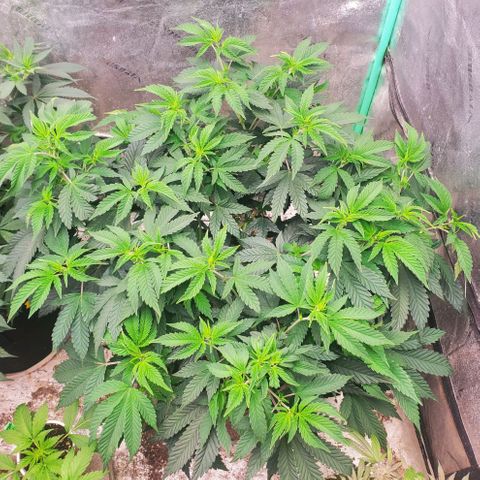 Vanilla Drip 1🍦 [6/24] growlog timeline photo