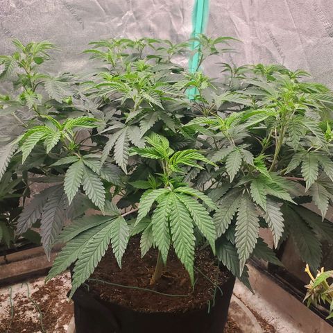 Vanilla Drip 1🍦 [6/24] growlog timeline photo