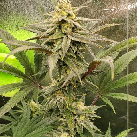 Scooby Snacks 1i 🐕 [4/15] growlog timeline photo