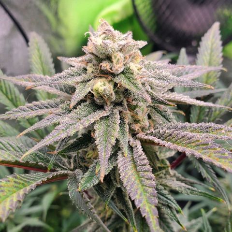 Scooby Snacks 1i 🐕 [4/15] growlog timeline photo