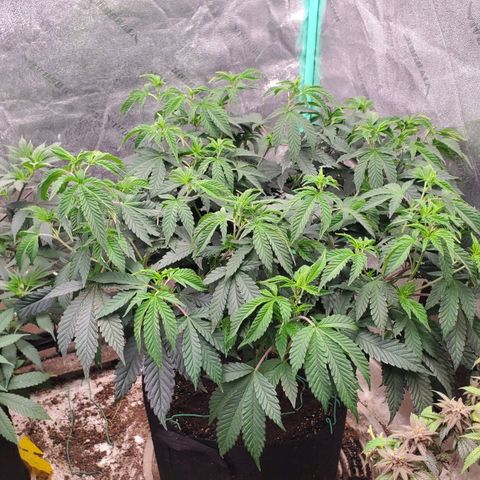 Vanilla Drip 1🍦 [6/24] growlog timeline photo