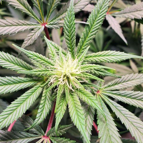 Dragon Mints 4💥 [4/29] growlog timeline photo