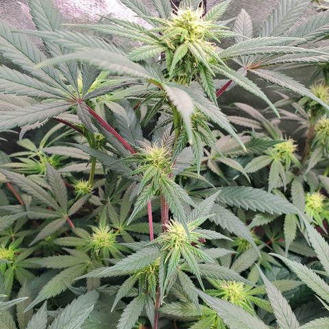 Dragon Mints 4💥 [4/29] growlog timeline photo