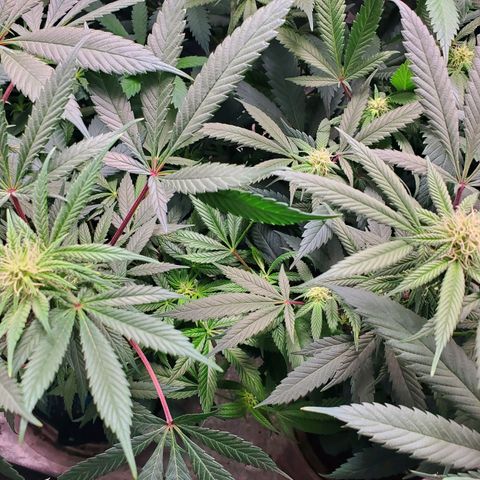 Dragon Mints 4💥 [4/29] growlog timeline photo
