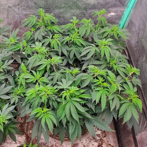 Vanilla Drip 1🍦 [6/24] growlog timeline photo