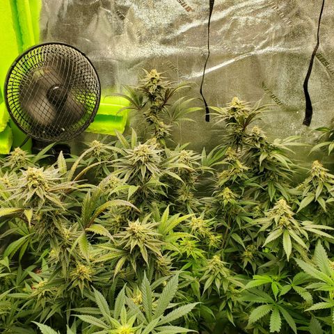 Scooby Snacks 1i 🐕 [4/15] growlog timeline photo