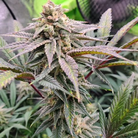 Scooby Snacks 1i 🐕 [4/15] growlog timeline photo