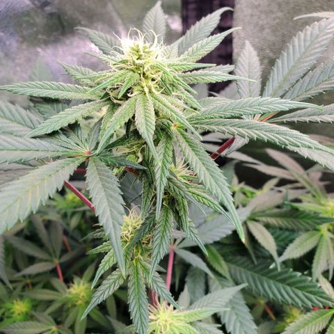 Dragon Mints 4💥 [4/29] growlog timeline photo
