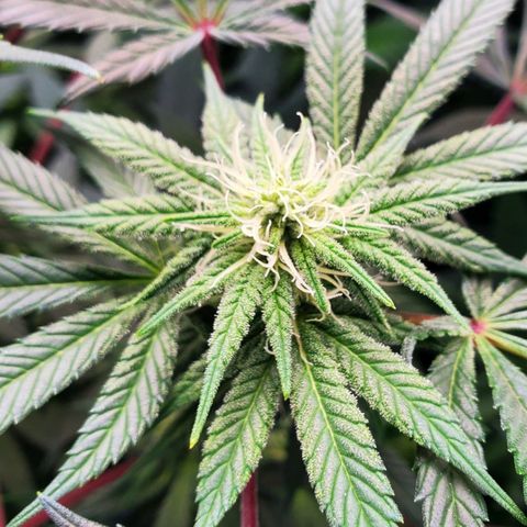 Dragon Mints 4💥 [4/29] growlog timeline photo