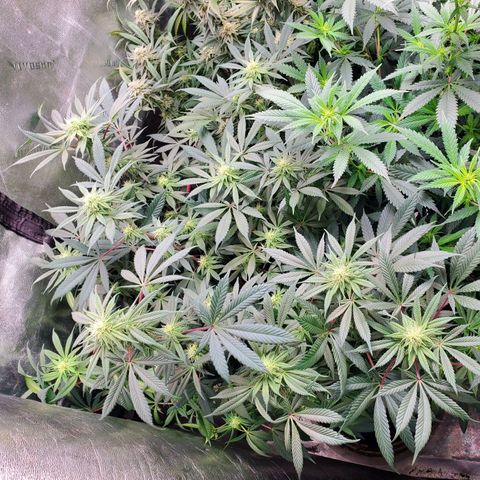Dragon Mints 4💥 [4/29] growlog timeline photo