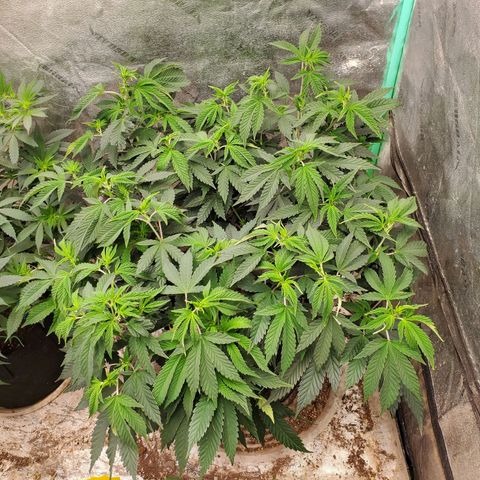 Vanilla Drip 1🍦 [6/24] growlog timeline photo