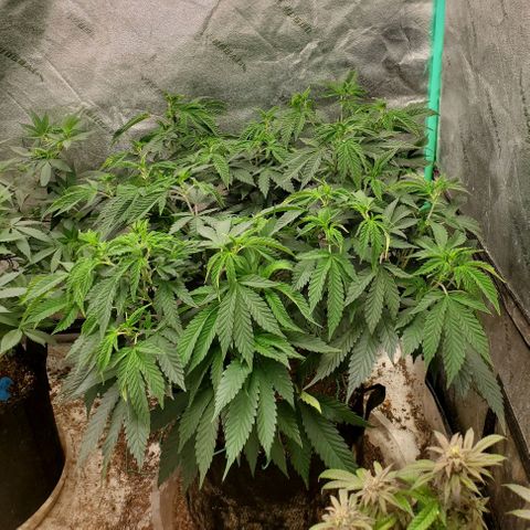 Vanilla Drip 1🍦 [6/24] growlog timeline photo