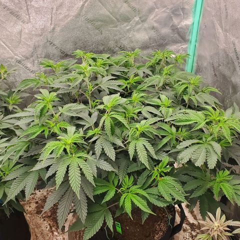 Vanilla Drip 1🍦 [6/24] growlog timeline photo