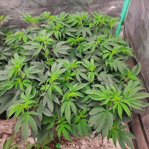 Vanilla Drip 1🍦 [6/24] growlog timeline photo
