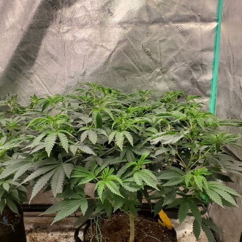 Vanilla Drip 1🍦 [6/24] growlog timeline photo