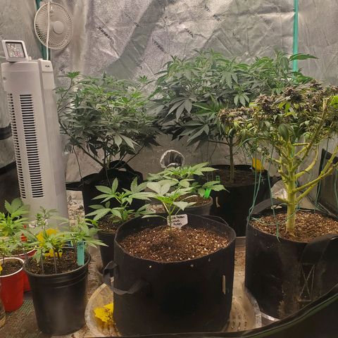 Vanilla Drip 1🍦 [6/24] growlog timeline photo