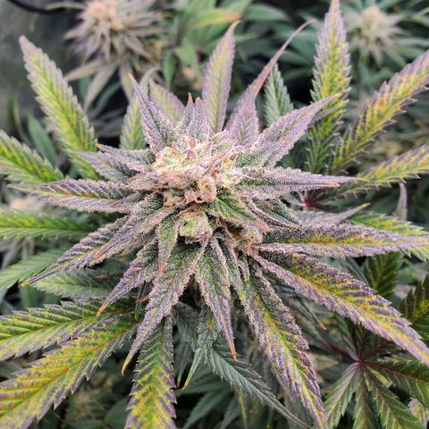 Scooby Snacks 1i 🐕 [4/15] growlog timeline photo