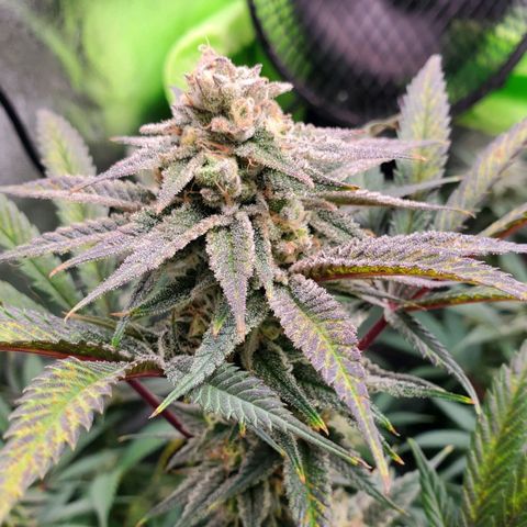 Scooby Snacks 1i 🐕 [4/15] growlog timeline photo