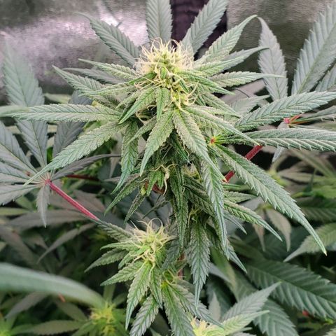 Dragon Mints 4💥 [4/29] growlog timeline photo
