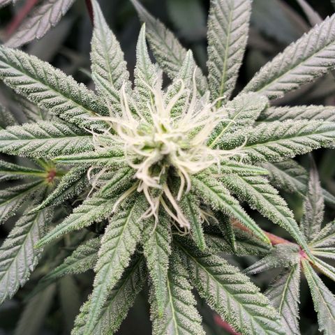 Dragon Mints 4💥 [4/29] growlog timeline photo