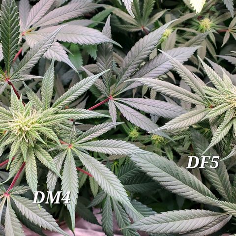 Dragon Mints 4💥 [4/29] growlog timeline photo