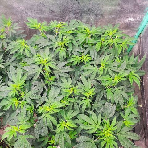 Vanilla Drip 1🍦 [6/24] growlog timeline photo