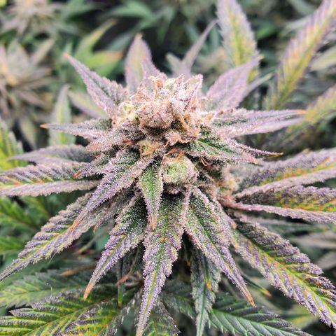 Scooby Snacks 1i 🐕 [4/15] growlog timeline photo
