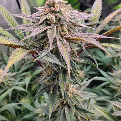 Scooby Snacks 1i 🐕 [4/15] growlog timeline photo