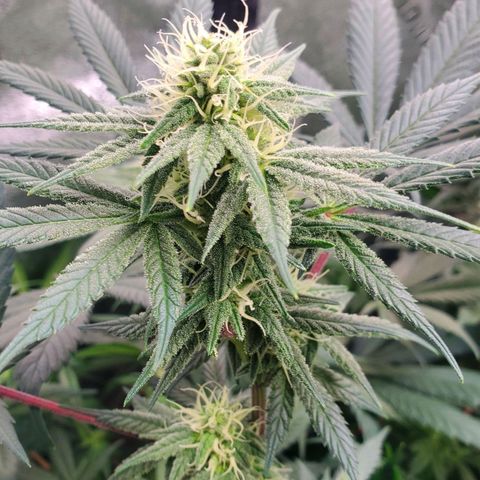 Dragon Mints 4💥 [4/29] growlog timeline photo