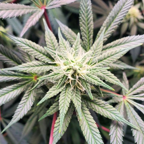 Dragon Mints 4💥 [4/29] growlog timeline photo