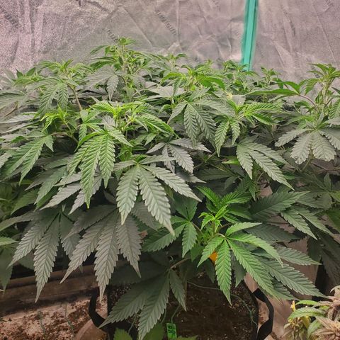 Vanilla Drip 1🍦 [6/24] growlog timeline photo