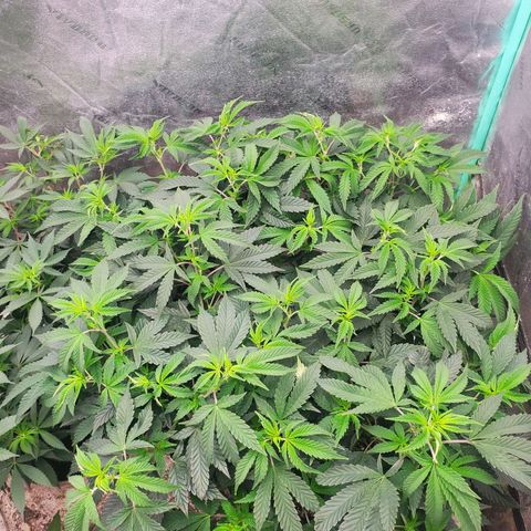 Vanilla Drip 1🍦 [6/24] growlog timeline photo