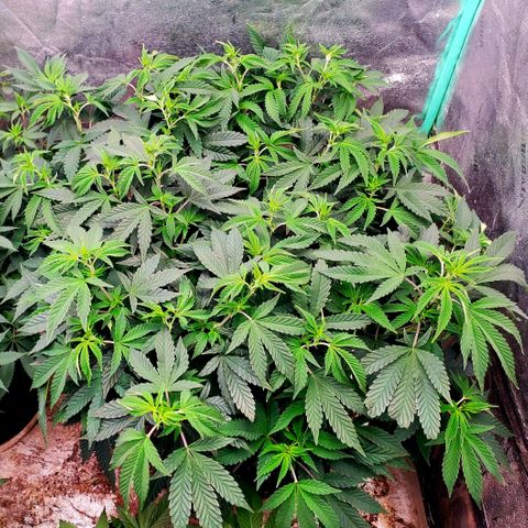 Vanilla Drip 1🍦 [6/24] growlog timeline photo