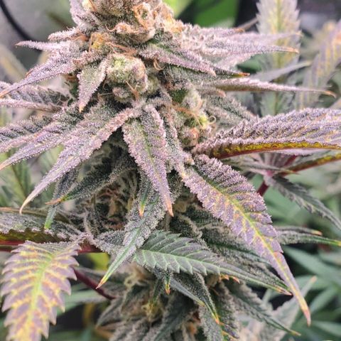 Scooby Snacks 1i 🐕 [4/15] growlog timeline photo