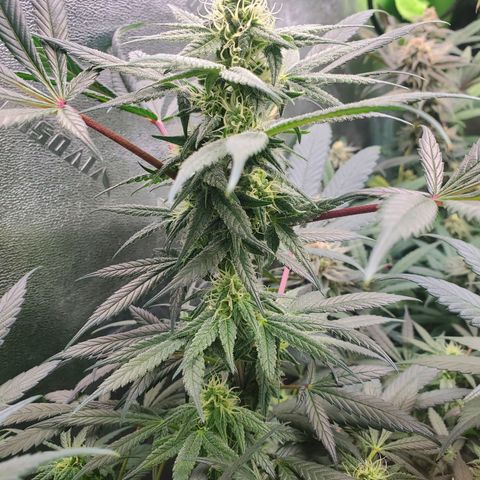 Dragon Mints 4💥 [4/29] growlog timeline photo
