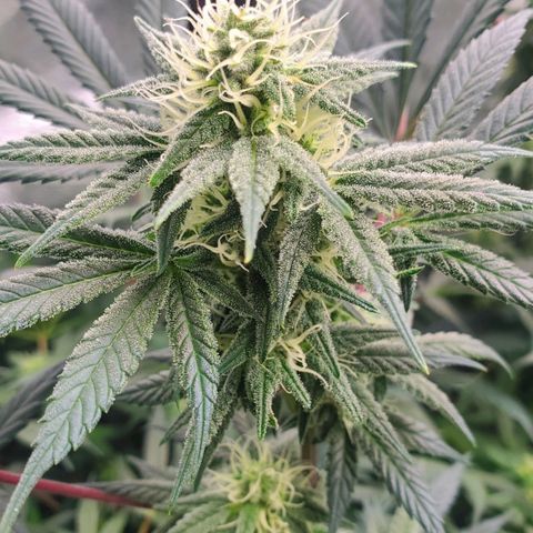 Dragon Mints 4💥 [4/29] growlog timeline photo