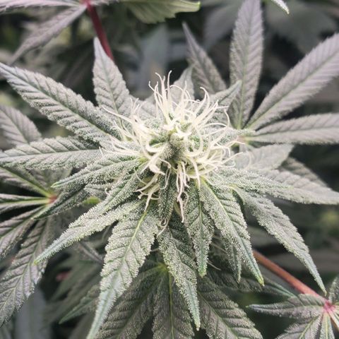 Dragon Mints 4💥 [4/29] growlog timeline photo
