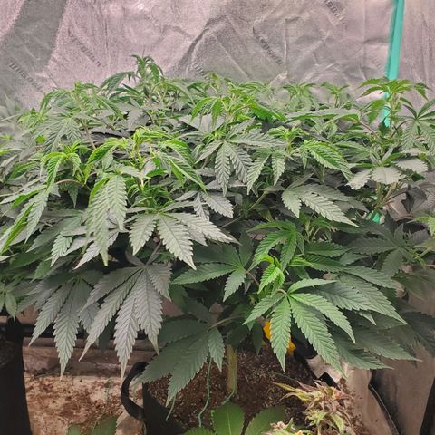 Vanilla Drip 1🍦 [6/24] growlog timeline photo