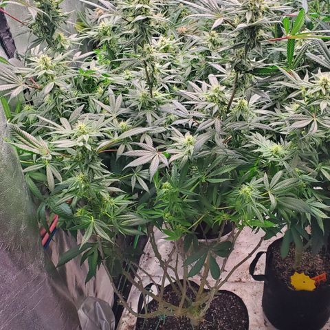 Dragon Mints 4💥 [4/29] growlog timeline photo