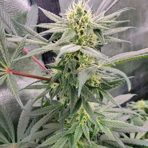 Dragon Mints 4💥 [4/29] growlog timeline photo