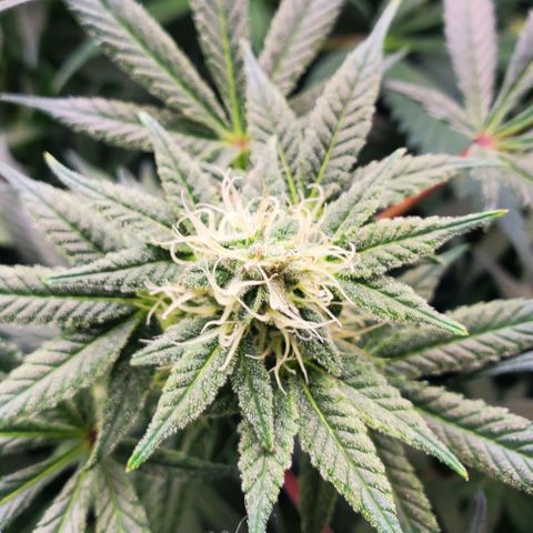 Dragon Mints 4💥 [4/29] growlog timeline photo