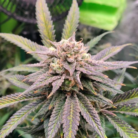 Scooby Snacks 1i 🐕 [4/15] growlog timeline photo