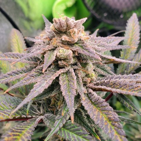 Scooby Snacks 1i 🐕 [4/15] growlog timeline photo
